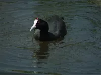 Knobbelmeerkoet [Fulica cristata]